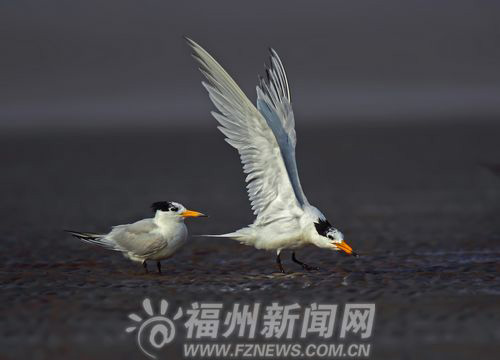 Fuzhou spearheads rare bird protection