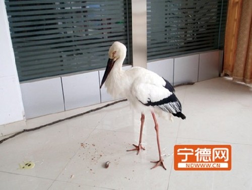 Endangered Oriental White Stork rescued in Pingnan