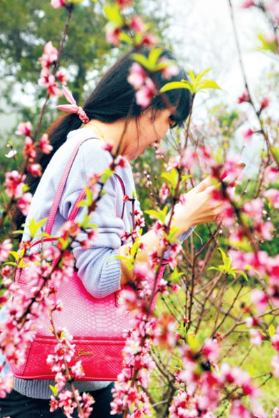 Spring peach blossoms decorate Pingtan