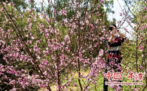 Peach blossoms at Meilou village