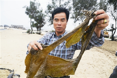 Rainy weather takes toll on Pingtan seaweed