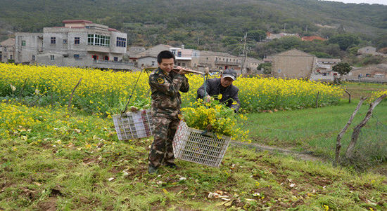 Pingtan soldiers help farmers
