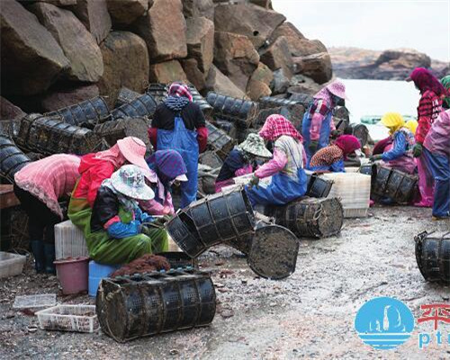 Pingtan abalone hits the market early