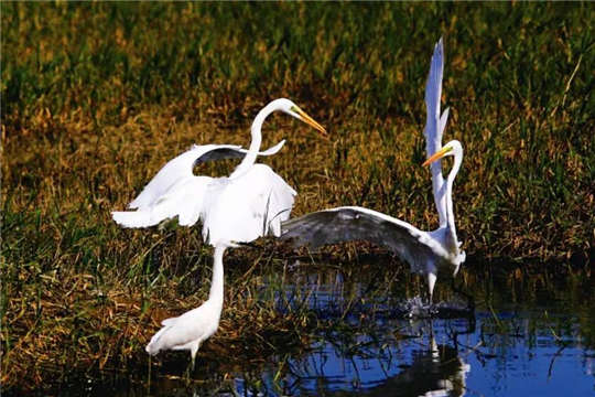 Pingtan student has no regrets studying egrets