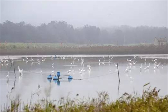 Pingtan student has no regrets studying egrets