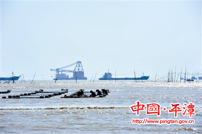 Pingtan harvests porphyra