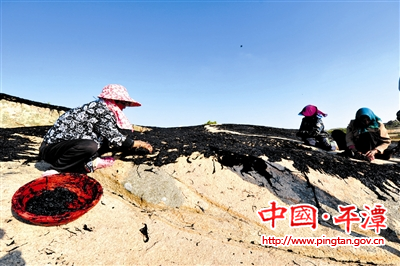 Pingtan harvests porphyra