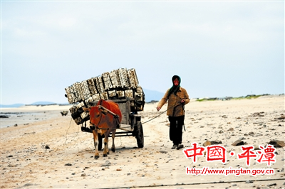 Pingtan harvests porphyra