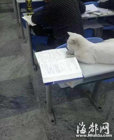 Bookish cat a sensation in Fuzhou[1]