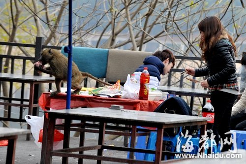 Monkey on the loose in Fuzhou