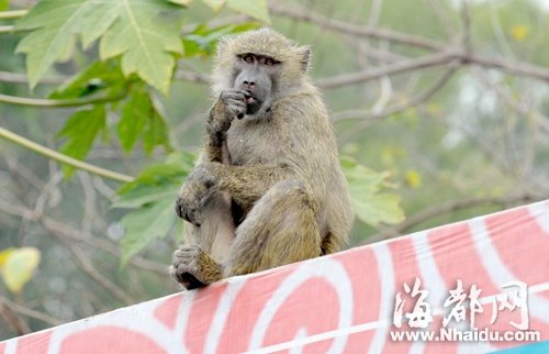 Monkey on the loose in Fuzhou