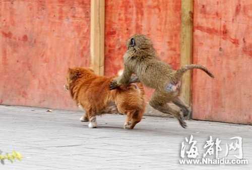 Monkey on the loose in Fuzhou