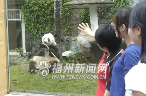 大熊猫巴斯将迎来30岁寿辰
