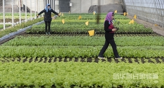 Gansu intensive agriculture strives for poverty alleviation