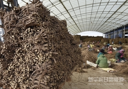 Gansu intensive agriculture strives for poverty alleviation