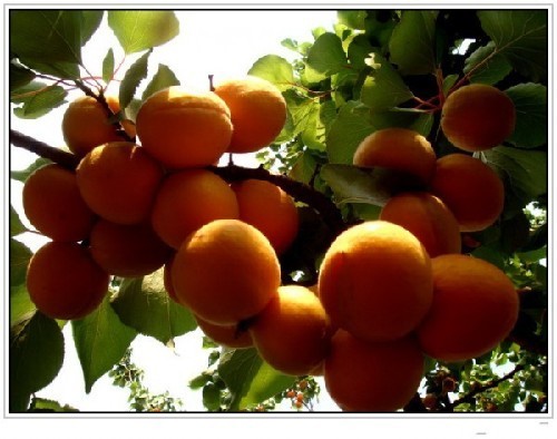 Qingyang apricot