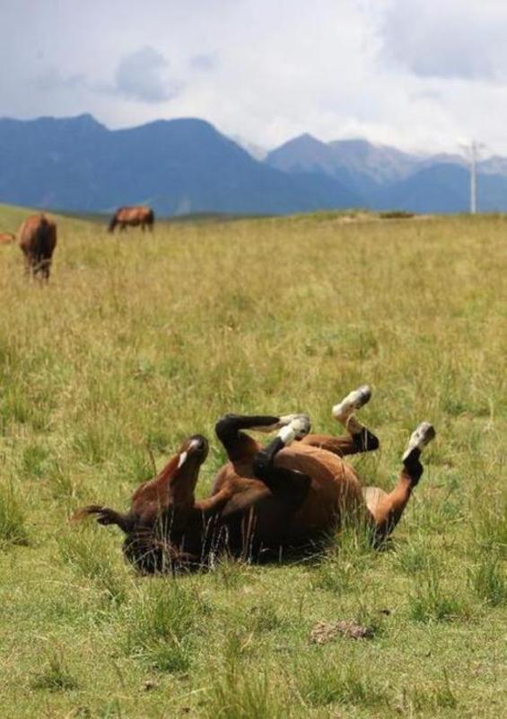 Horses graze at Shandan Horse Ranch in Gansu