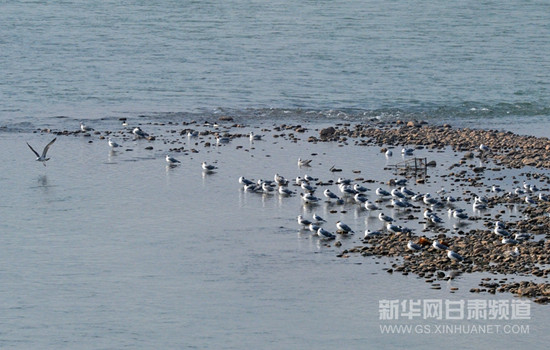 Yellow River serves as a stopover for migratory