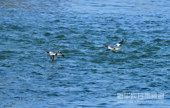 Yellow River serves as a stopover for migratory