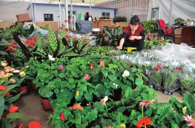 A Gansu province's flower market gets hot before the Spring Festival