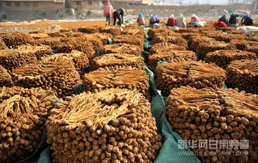 Gansu famers see bumper Chinese angelica harvest