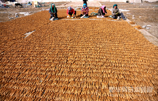 Gansu famers see bumper Chinese angelica harvest