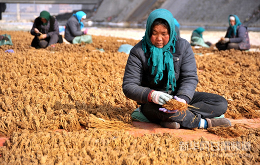Gansu famers see bumper Chinese angelica harvest