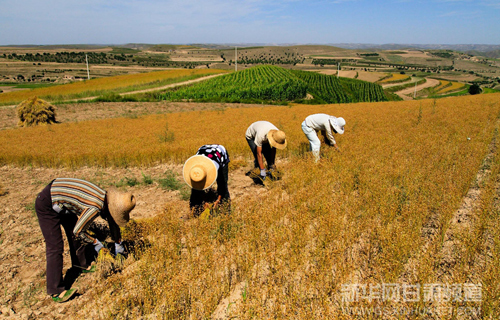 NW China concentrating on oil crop harvest