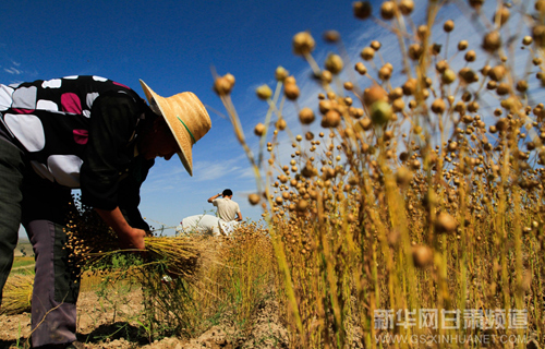 NW China concentrating on oil crop harvest