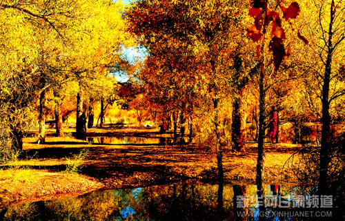 Picturesque poplar groves in NW China