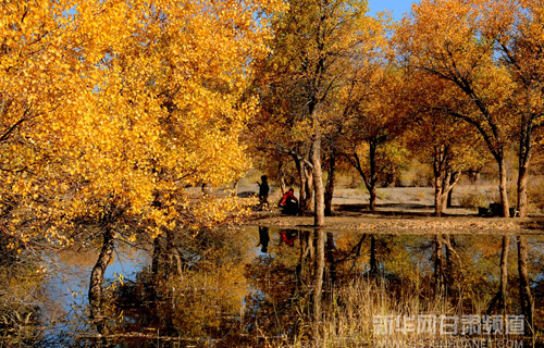 Picturesque poplar groves in NW China