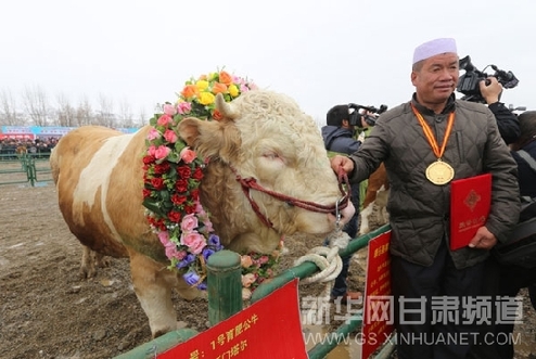 Gansu rejuvenates cattle industry