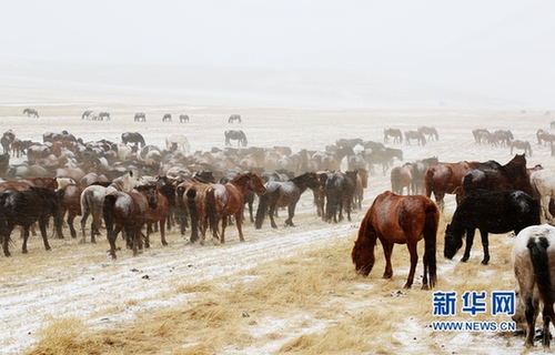 Horses forage for food in snowy NW China