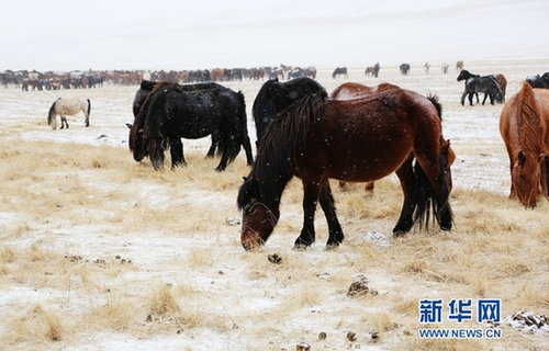 Horses forage for food in snowy NW China