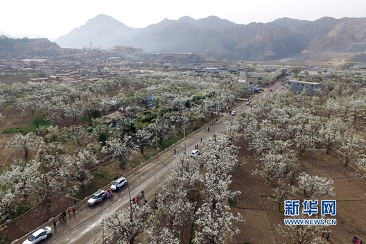 Pear flowers in full bloom at Shenchuan Pear Park, NW China