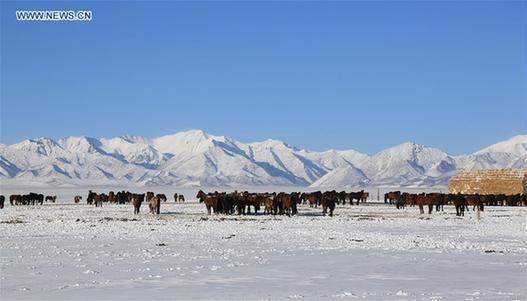 Scenery of snow-covered grassland in China's Gansu