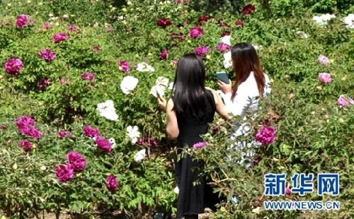 Gansu holds peony flower festival