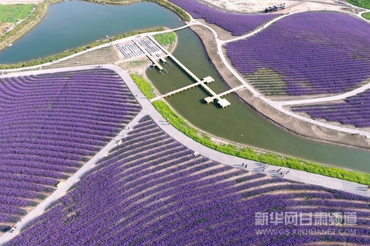 Jinchang city: from industrial city to lavender kingdom