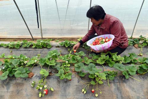 In Weiyuan, strawberry farming offers hope for the future