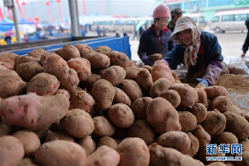 Potatoes grow wealth in Dingxi