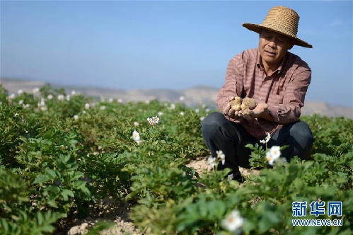 Potatoes grow wealth in Dingxi