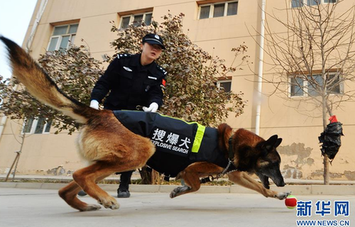 Police dogs receive training in NW China