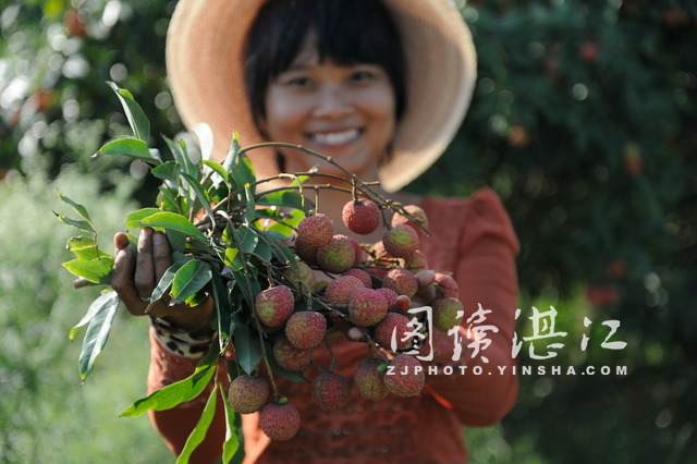 Xuwen county sees bumper harvest of lychees