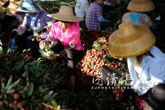 Xuwen county sees bumper harvest of lychees