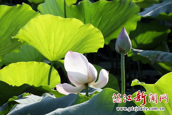 Lotus flowers blossom in Zhanjiang