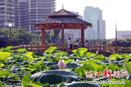 Lotus flowers blossom in Zhanjiang