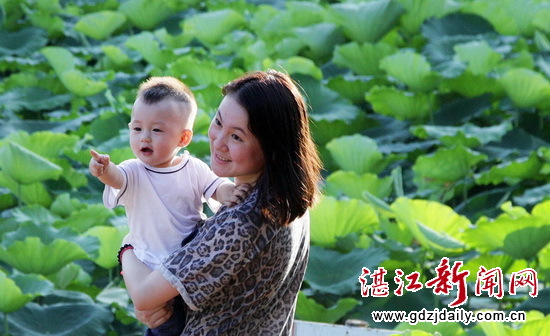 Lotus flowers blossom in Zhanjiang