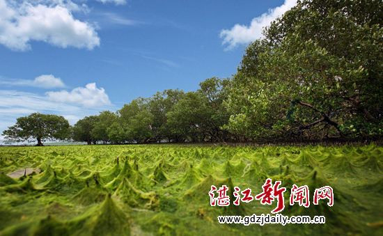 Places to escape summer heat in Zhanjiang