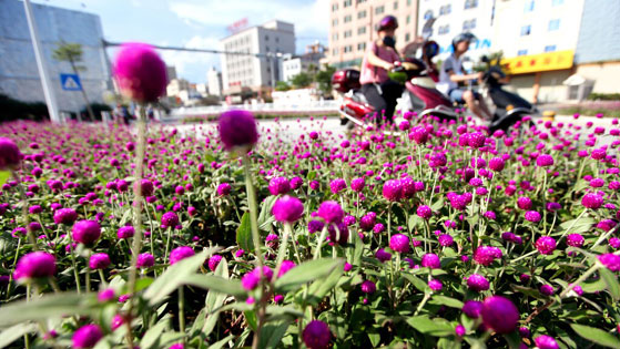 City decorated with flowers for Provincial Games