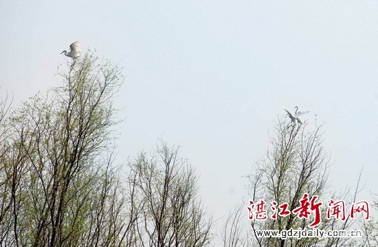 Feathered friends find home in mangrove forest